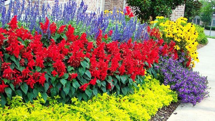 Garden flower bed with various blooms.